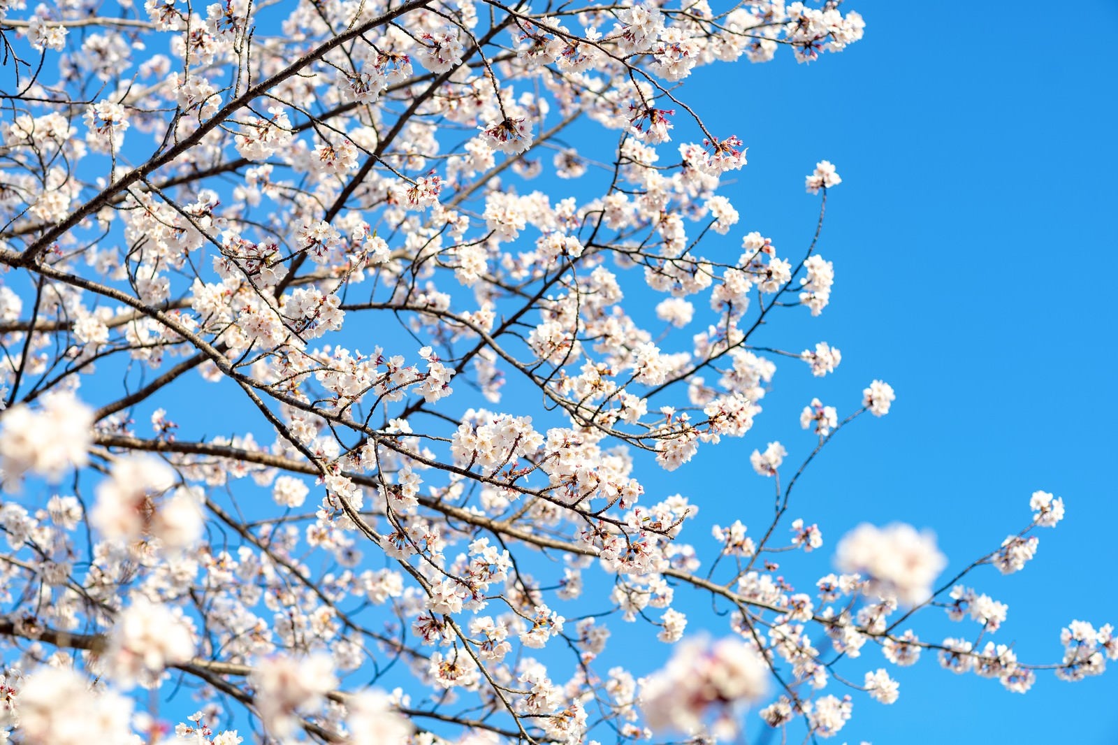 「青空と桜の様子」の写真