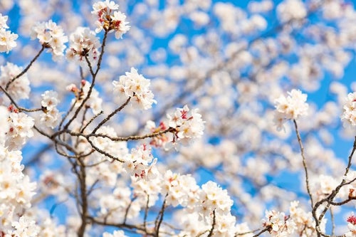 桜が開花して春のはじまりの写真
