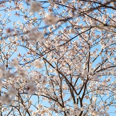 開花した桜の木の写真