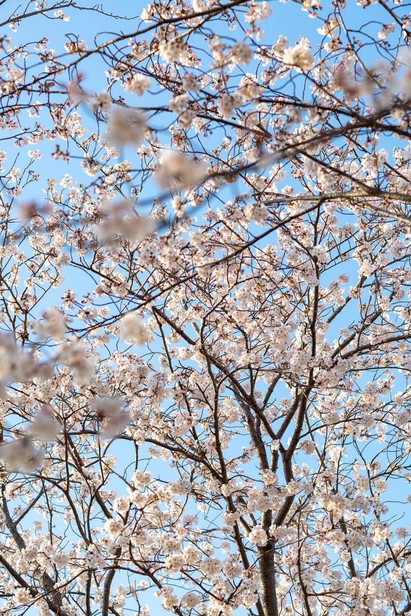 「開花した桜の木」の写真