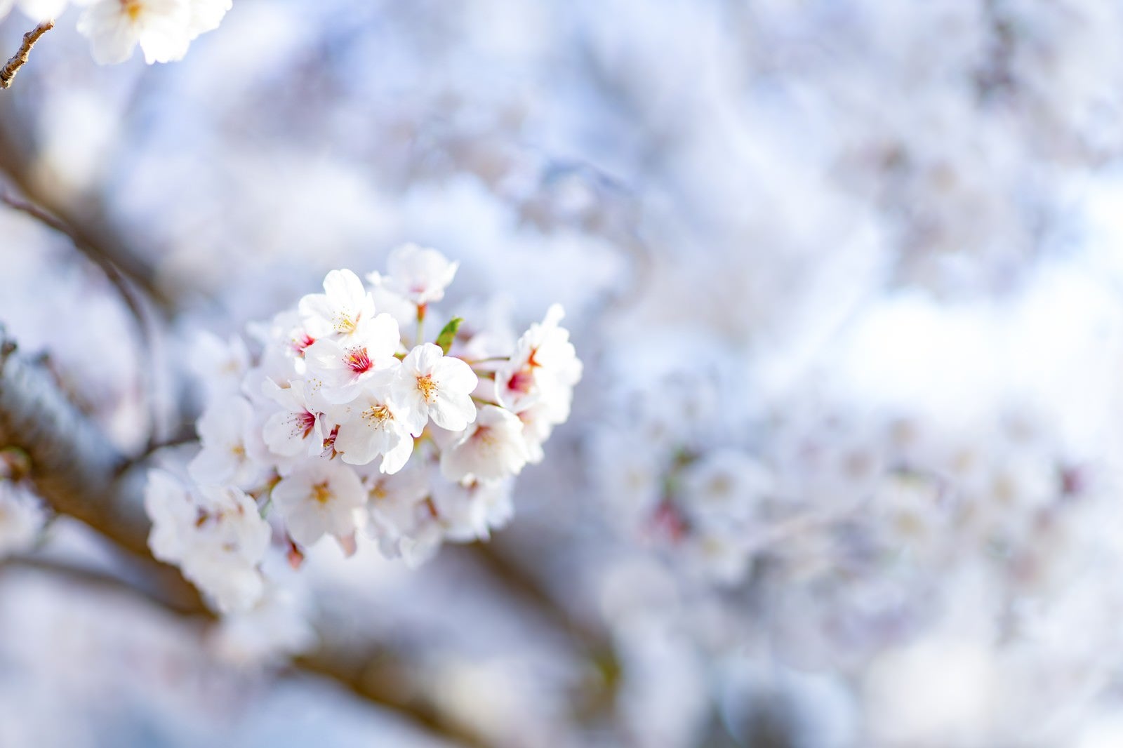 「開花した桜の花」の写真