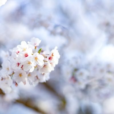 開花した桜の花の写真