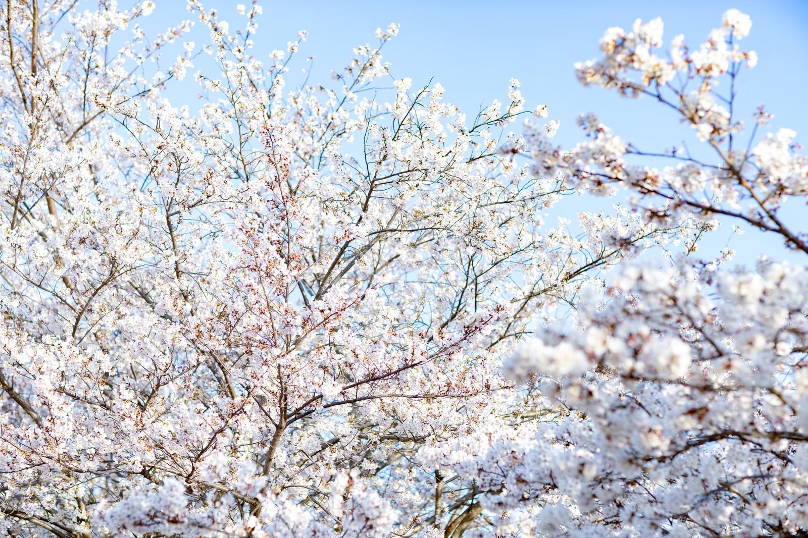 「光を浴びる桜」の写真