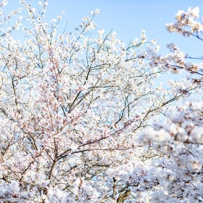 光を浴びる桜の写真