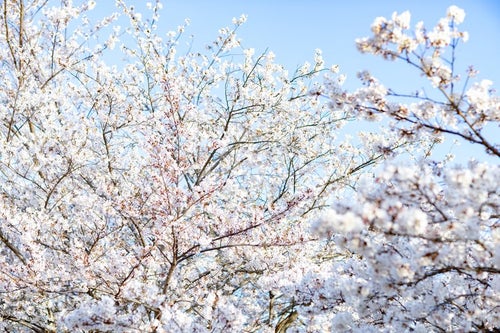 光を浴びる桜の写真