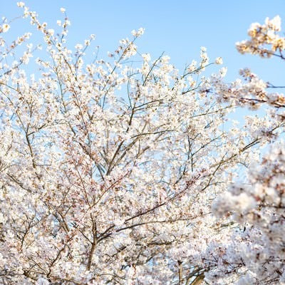 春の桜と青空の写真