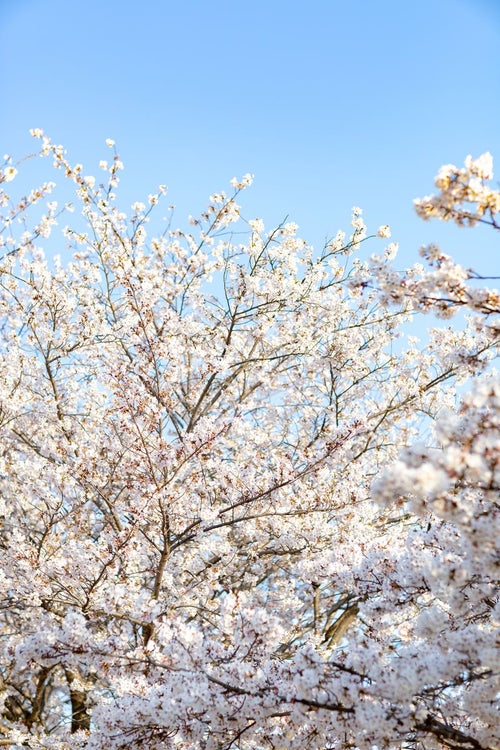 春の桜と青空の写真