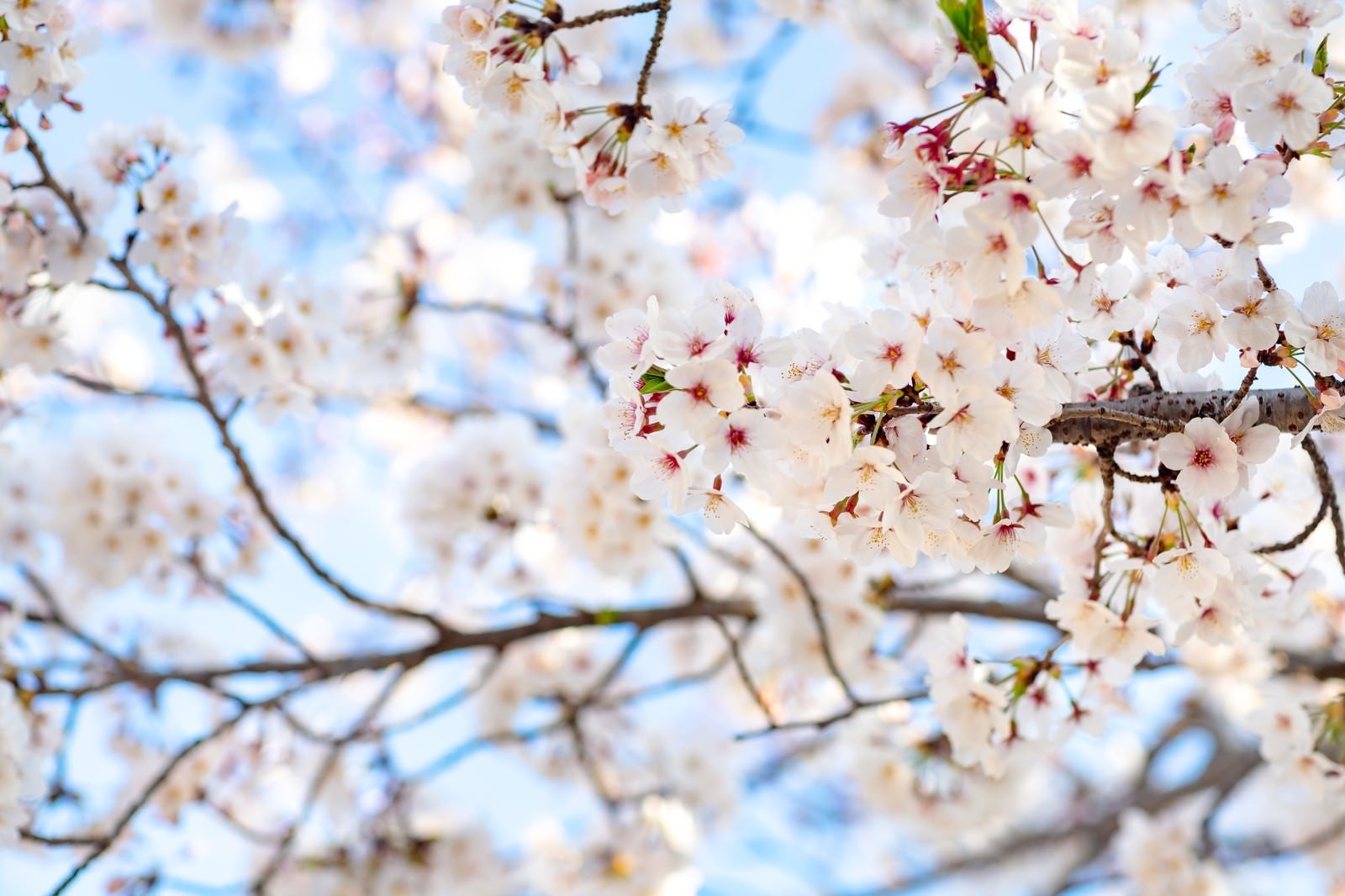 「花咲く桜」の写真
