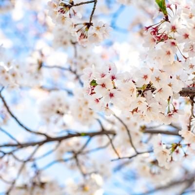 花咲く桜の写真