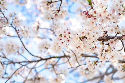 花咲く桜の写真