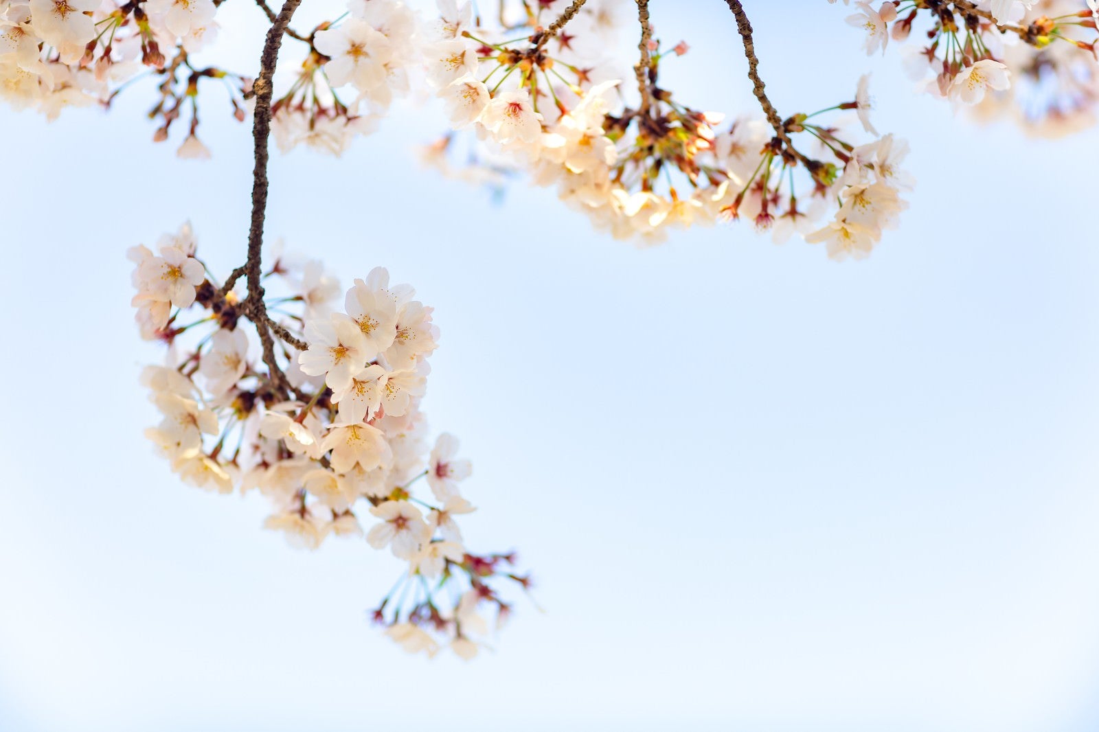 「霞む空と桜」の写真