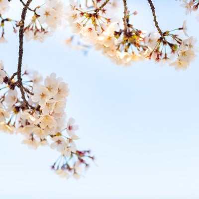 霞む空と桜の写真