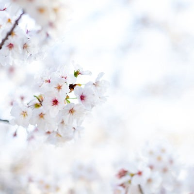 春の陽射しを浴びる桜の写真
