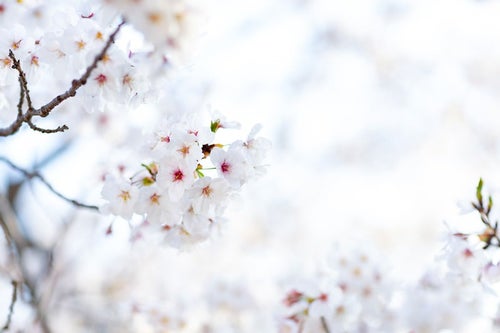 春の陽射しを浴びる桜の写真