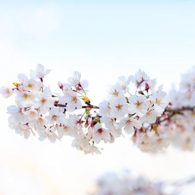 霞む空に訪れる満開の桜の写真