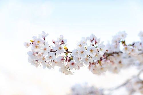 霞む空に訪れる満開の桜の写真