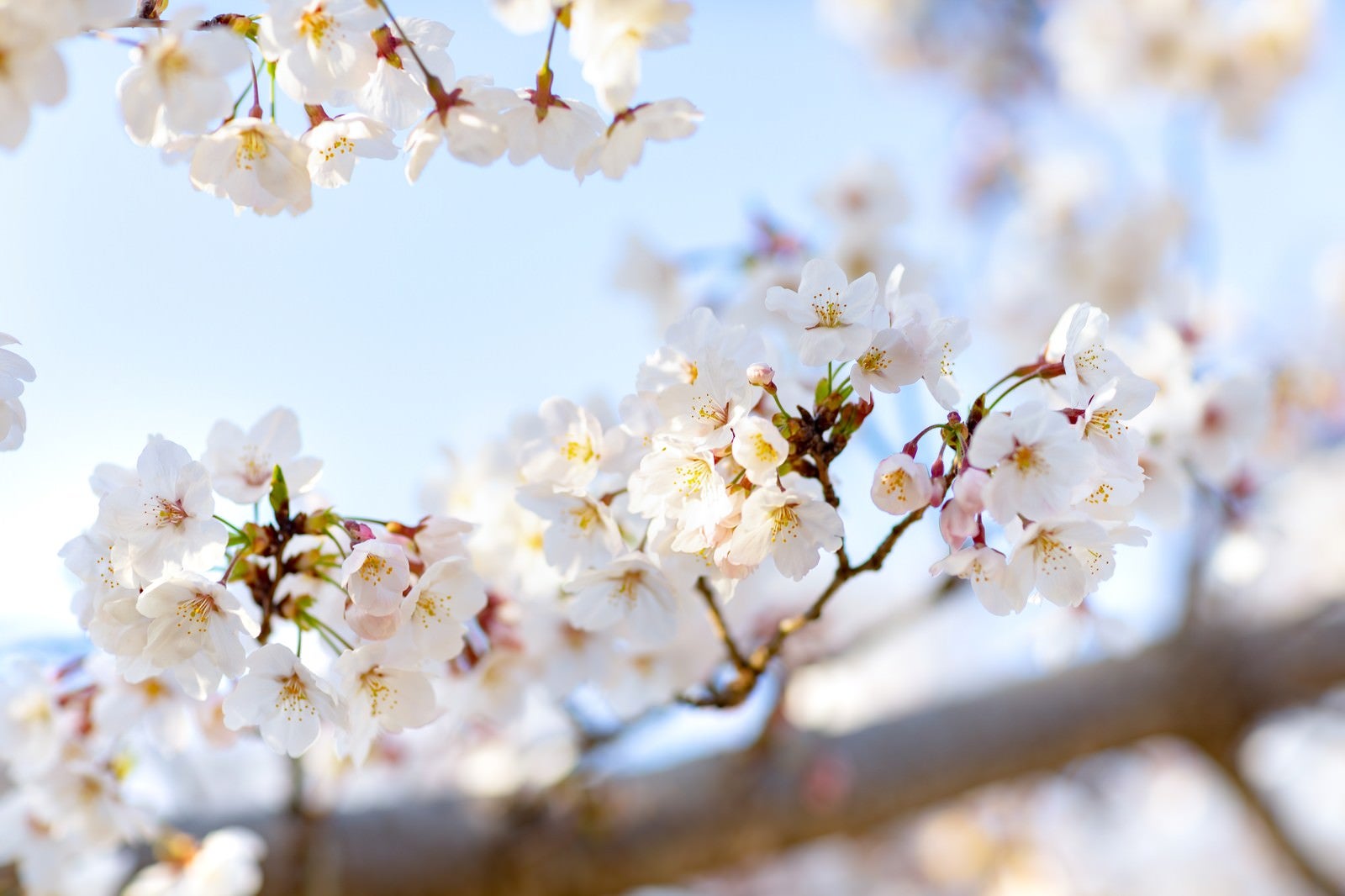 「春の木漏れ日と桜」の写真