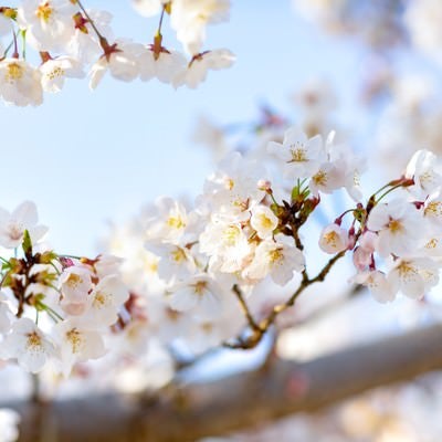 春の木漏れ日と桜の写真