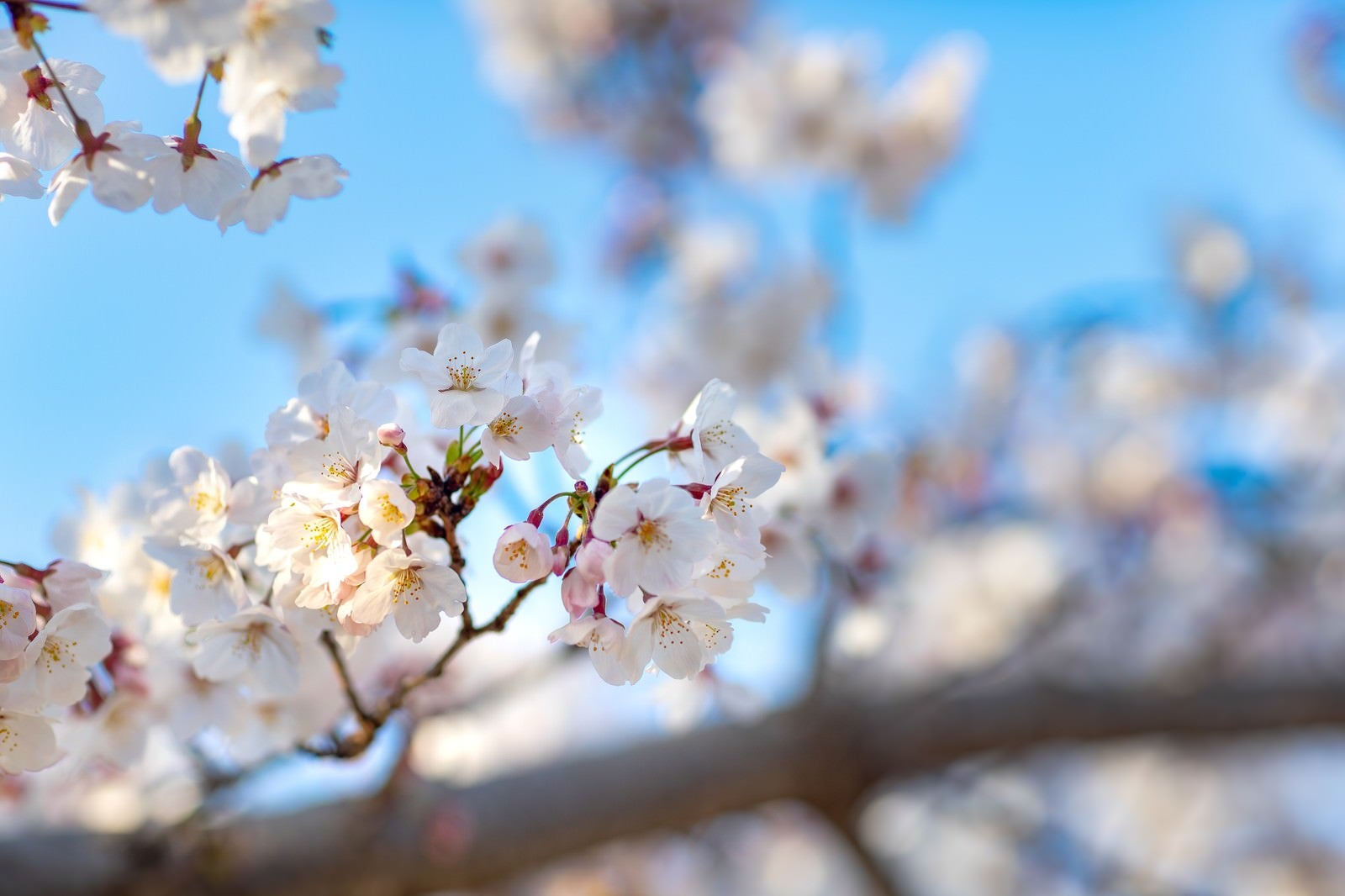 「陽気な桜の開花」の写真