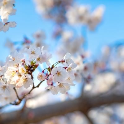 陽気な桜の開花の写真
