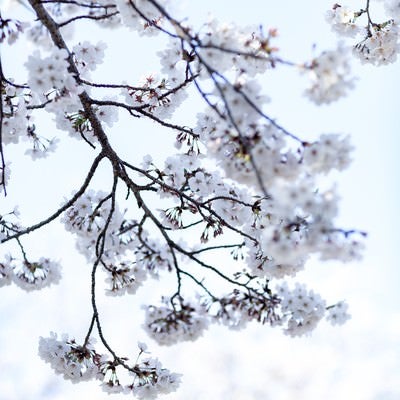 八分咲きの桜の写真