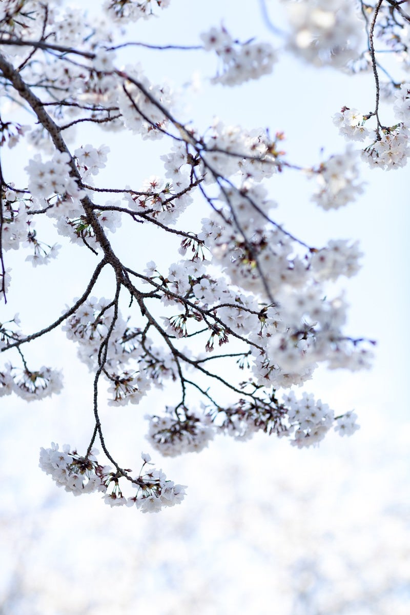 「八分咲きの桜」の写真