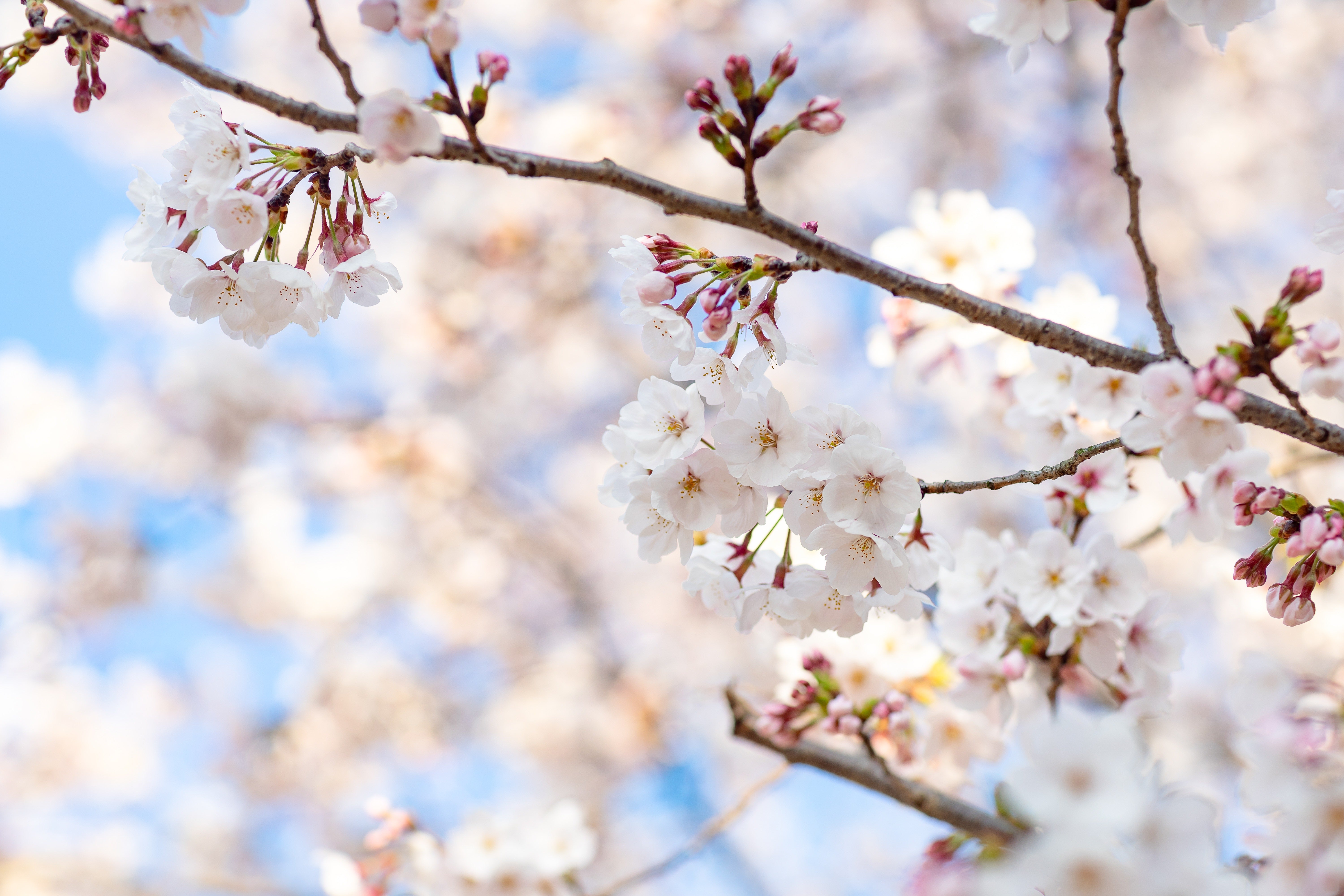 天然＊野生【山桜＊桜＊切り花＊つぼみの枝】ネコポス/可憐で素朴で可愛いです＾＾♪ つぼみから次々と開花する桜の無料の写真素材 - ID.29206｜フリー素材