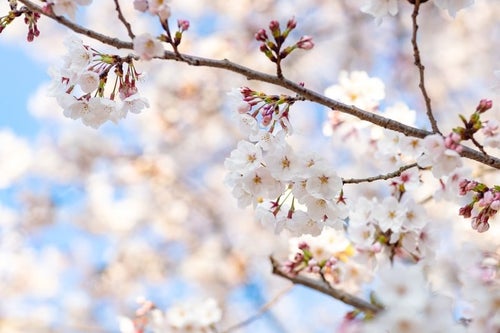 つぼみから次々と開花する桜の写真