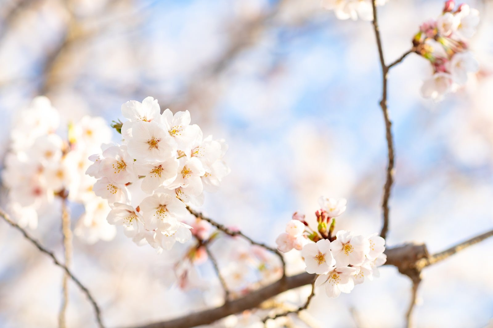 「桜にそそぐ春の陽射し」の写真