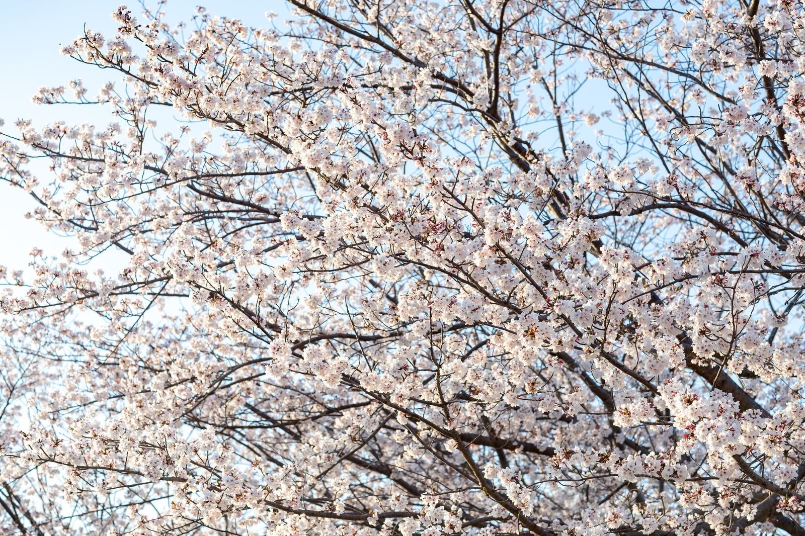 「霞み行く空と桜の木」の写真