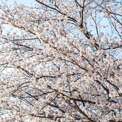 霞み行く空と桜の木の写真