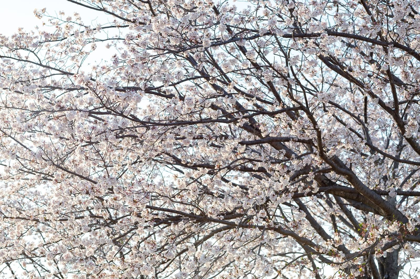 「空に伸びる満開の桜の木」の写真