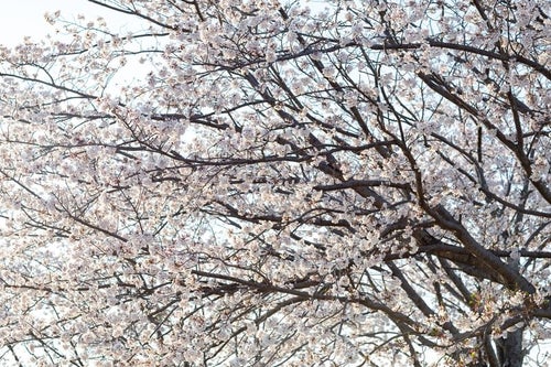 空に伸びる満開の桜の木の写真