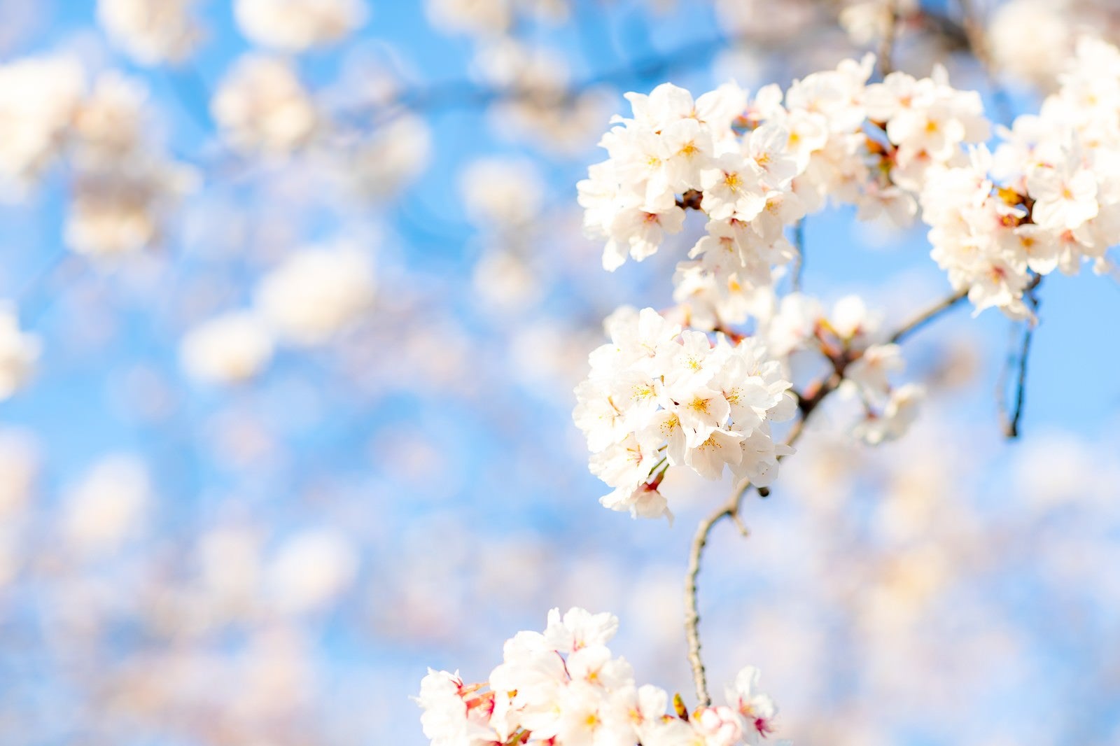 「穏やかに降り注ぐ陽射しと満開の桜」の写真