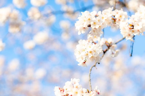 穏やかに降り注ぐ陽射しと満開の桜の写真