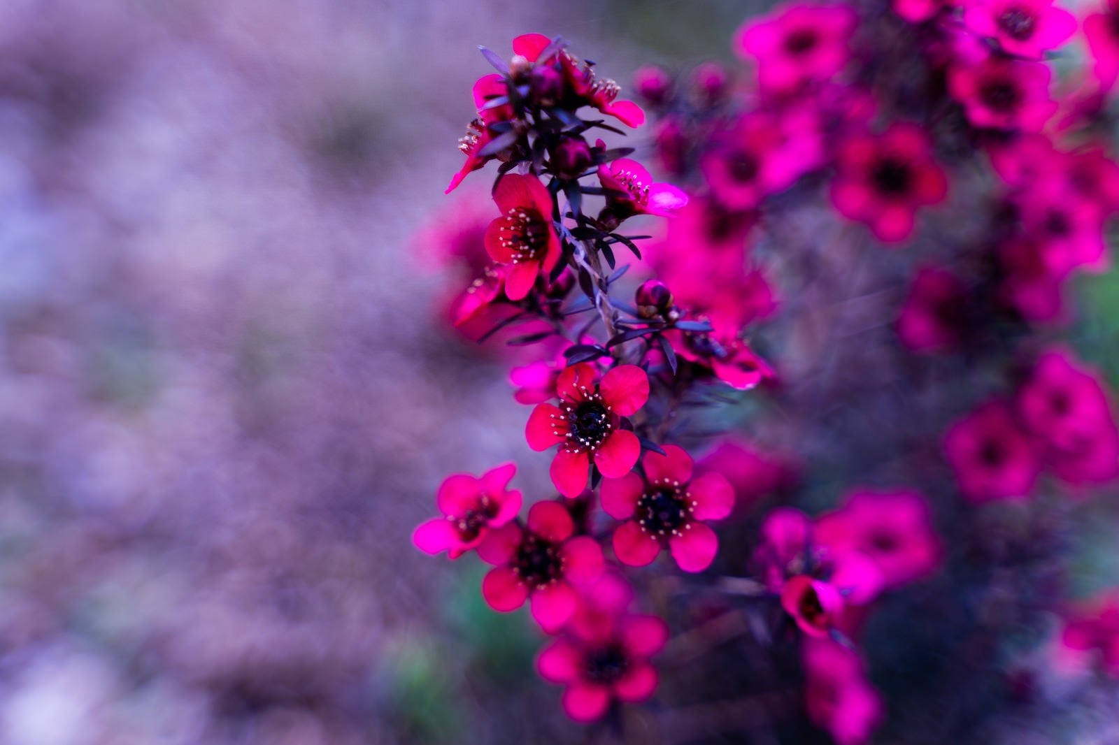 「ピンク色を発する花」の写真