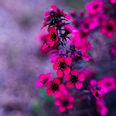 ピンク色を発する花の写真
