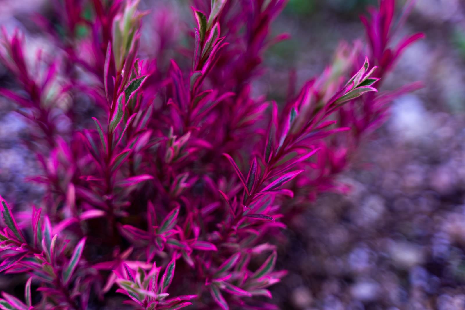 「深い紫色で縁取る草花」の写真