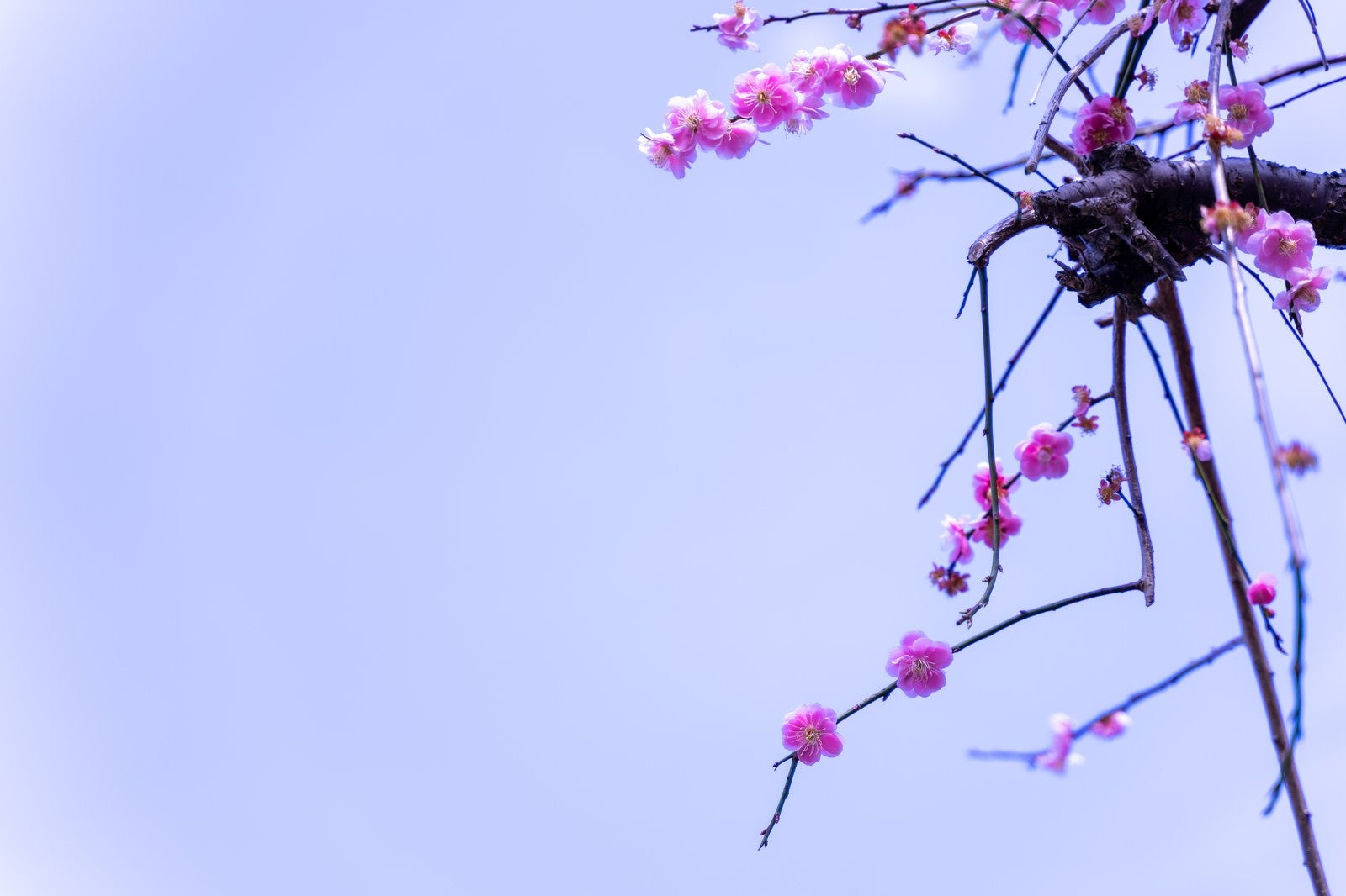 「開花した梅の花」の写真