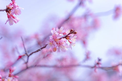 ピンクに染める桜と蕾の写真