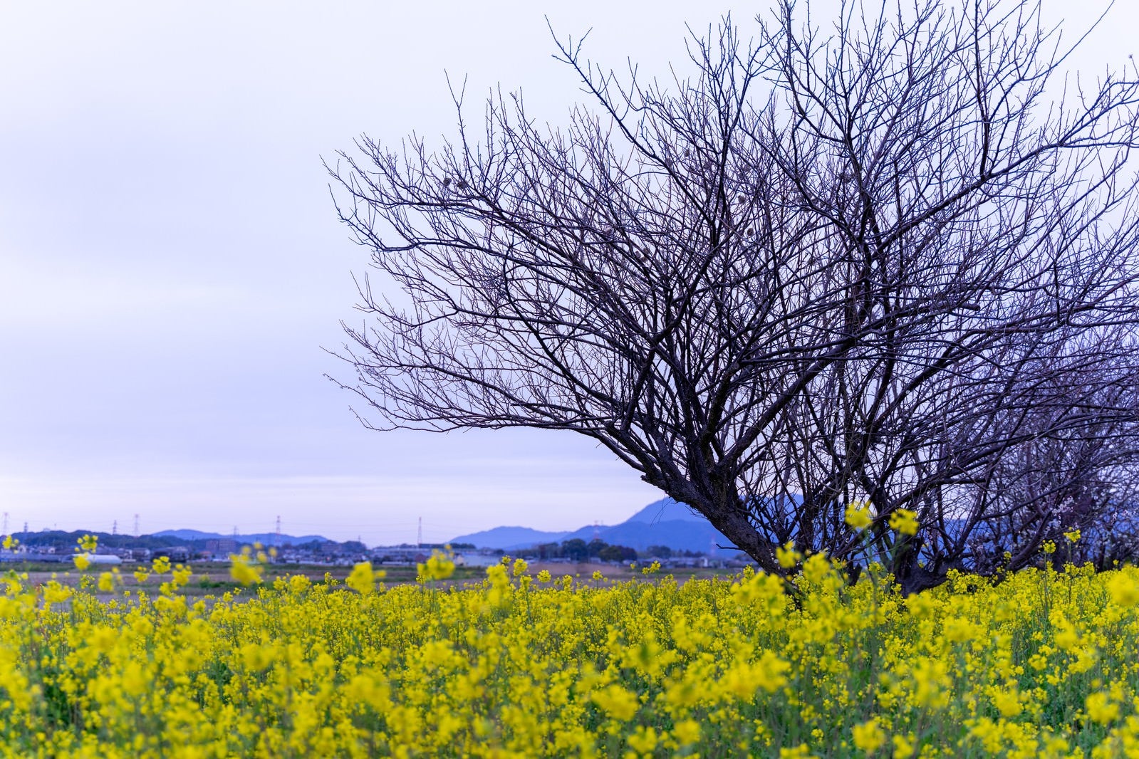 「春を待つ寂しげな木々と菜の花畑」の写真