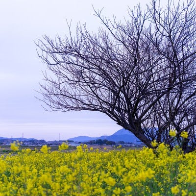 春を待つ寂しげな木々と菜の花畑の写真