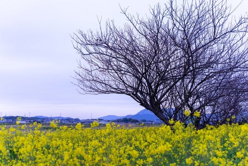 春を待つ寂しげな木々と菜の花畑の写真
