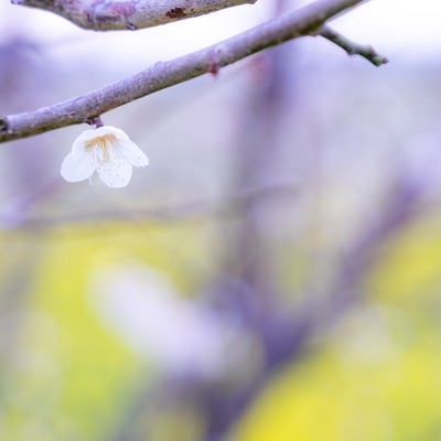 開花した枝に付く一粒の梅の花の写真