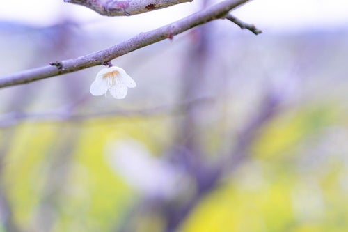 開花した枝に付く一粒の梅の花の写真