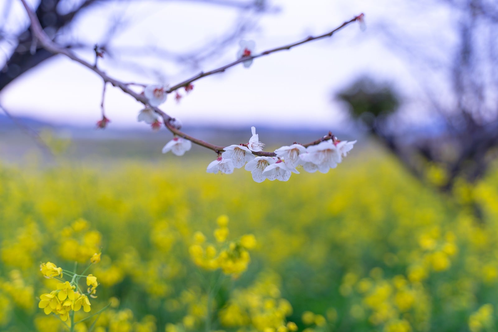 「枝に付く梅の花と菜の花畑」の写真