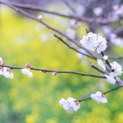 幹に付く蕾と開花する梅の花の写真
