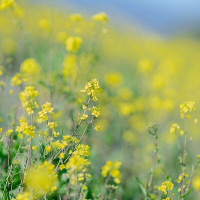 黄色い菜の花の写真