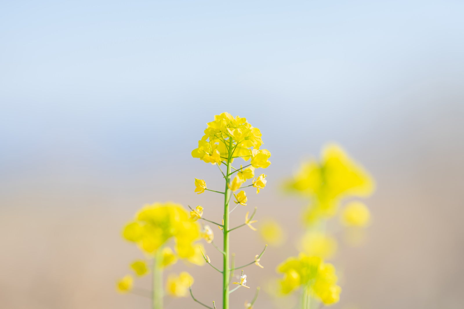 「黄色い菜の花の花」の写真