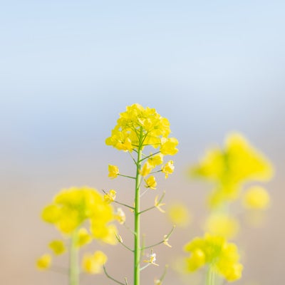 黄色い菜の花の花の写真